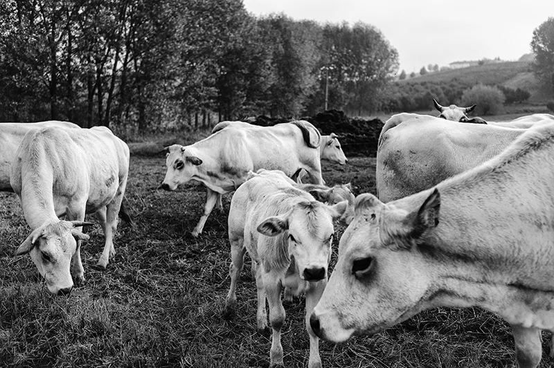 Bovini nel Monferrato Unesco