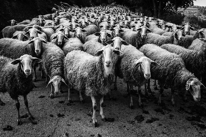 Pecore nel Monferrato Unesco