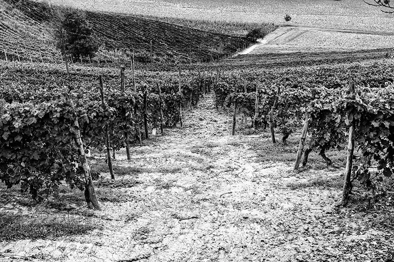 Una strada sterrata nel Monferrato Unesco