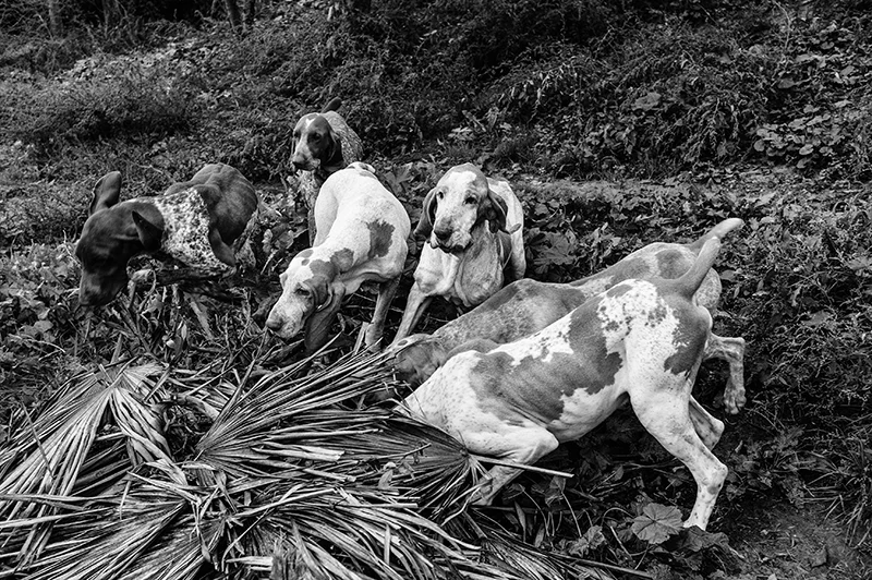 Cani alla ricerca di tartufi nel Monferrato Unesco