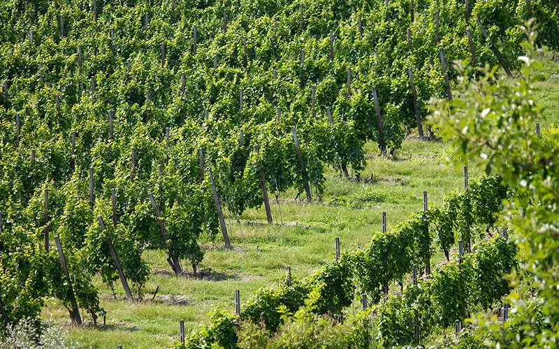 Colline in estate